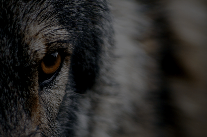 FCA Assessment of Value Part 6_ Wolf in sheep’s clothing – how to spot a closet tracker FCA Assessment of Value Part 6_ Wolf in sheep’s clothing – how to spot a closet tracker